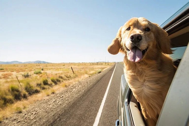 Golden Retriever Dog On Road